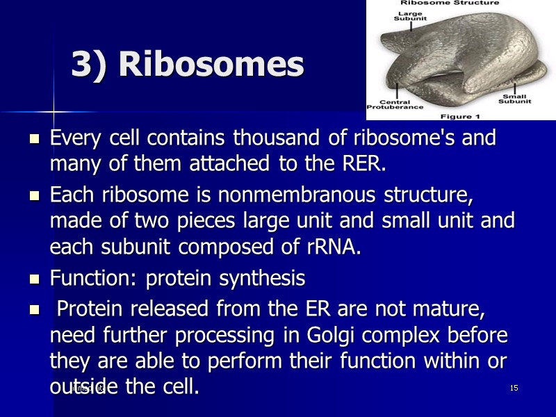 ahmad ata 15 3) Ribosomes  Every cell contains thousand of ribosome's and many